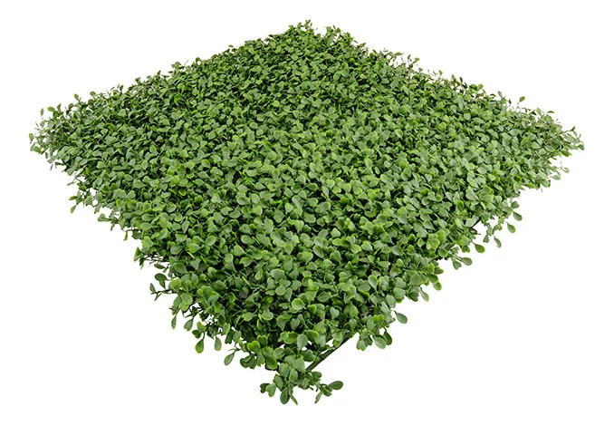 Jardín Vertical Artificial Ignífugo - Modelo Na188014An (Efecto Planta Del Té Certificado) - Kora Habitat Jardín vertical