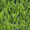 Césped Artificial para Campos de Fútbol